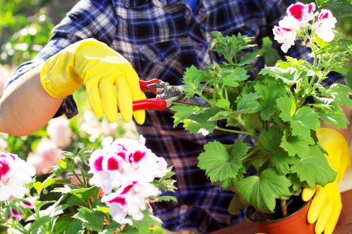 Professional hedge trimming service in Hampstead