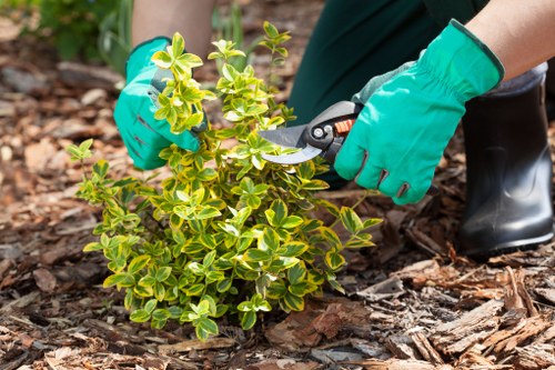 Seasonal plants thriving in Hampstead climate