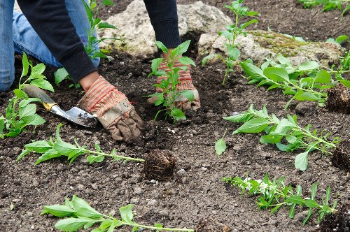 The image shows a gardener planting young green shrubs or bushes into rich, dark soil in a landscaped outdoor garden area. The gardener is wearing protective gloves and dark clothing, using a small hand trowel to carefully position the plants, which are arranged in neat rows with some stems extending outward, indicating they are newly planted. Surrounding the planting site, there are patches of soil with a few small, freshly planted bushes and leafy green plants, suggesting attentive garden care. The background hints at a well-maintained outdoor space, possibly part of a residential garden in Hampstead, with natural light illuminating the scene under clear weather conditions. This setting aligns with professional gardening and landscaping services offered by Hedge Trimming Hampstead, focusing on garden planting and nurturing of new shrubbery or small plants, contributing to the overall aesthetic and health of the garden environment.