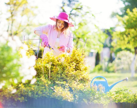 Healthy trees after professional maintenance